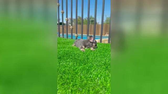Video preview image #4 French Bulldog Puppy For Sale in BROOKLYN, NY, USA
