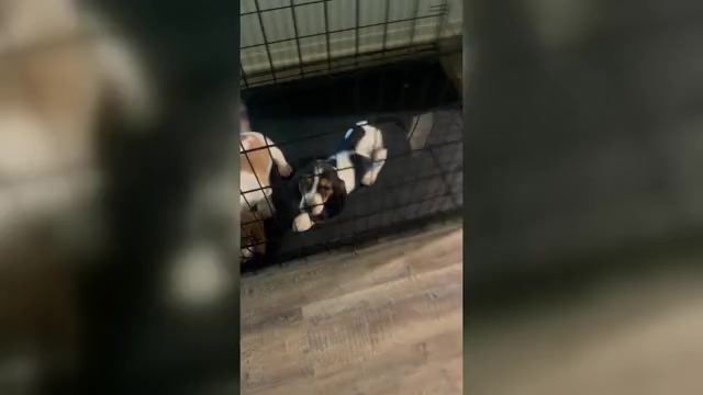 Video preview image #1 Basset Hound Puppy For Sale in MISSOURI CITY, TX, USA