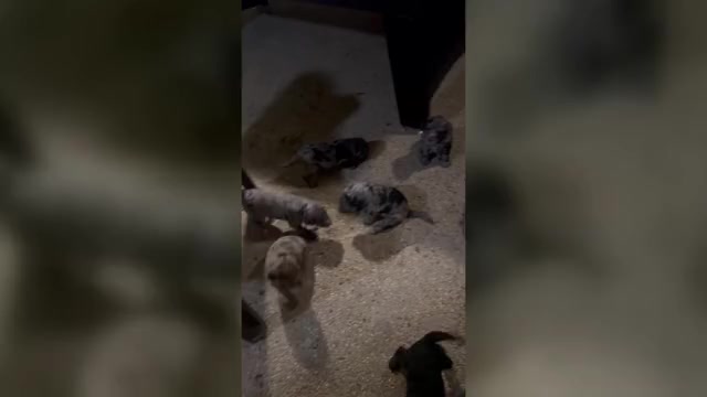Video preview image #5 Labradoodle Puppy For Sale in PRAIRIEVILLE, LA, USA