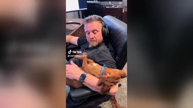 Video preview image #1 Irish Setter Puppy For Sale in OREM, UT, USA