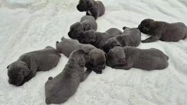 Video preview image #34 Cane Corso Puppy For Sale in COLUMBIA, SC, USA