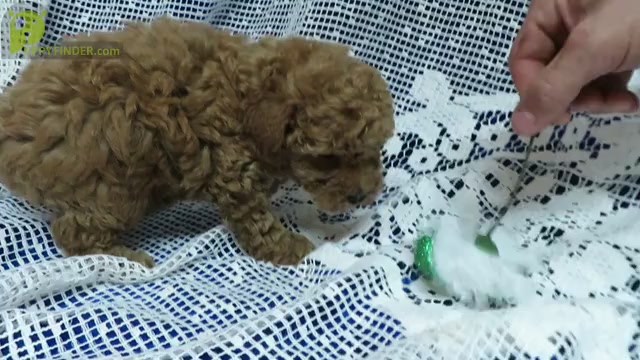 Video preview image #1 Poodle (Toy) Puppy For Sale in NORWOOD, MO, USA