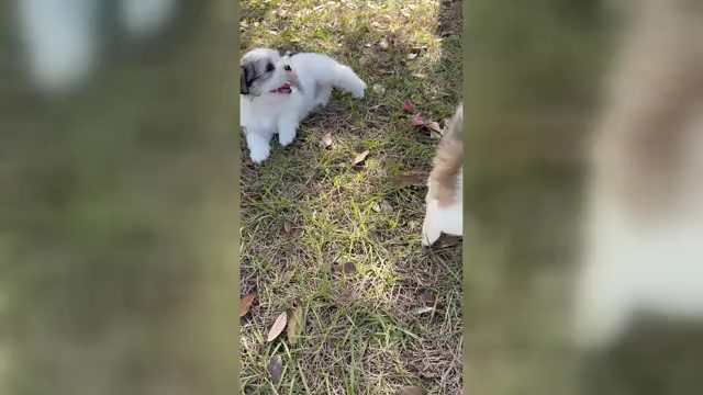 Video preview image #3 Lhasa Apso Puppy For Sale in GIBSONTON, FL, USA