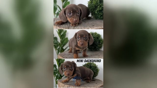 Video preview image #1 Dachshund Puppy For Sale in GOSHEN, IN, USA