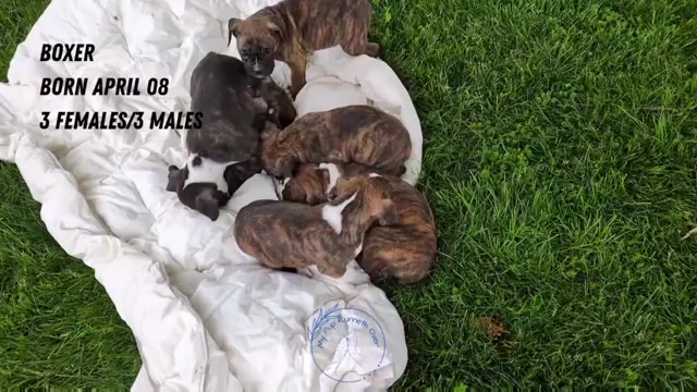 Video preview image #1 Boxer Puppy For Sale in GOSHEN, IN, USA