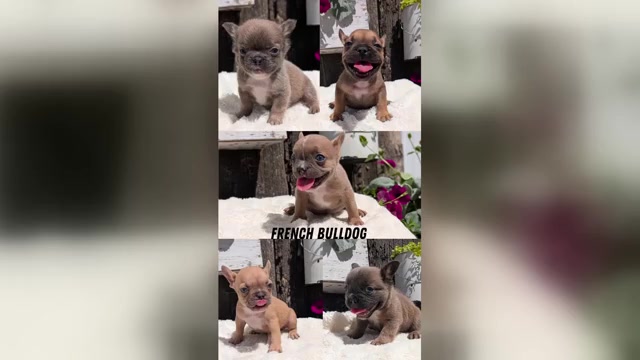 Video preview image #1 French Bulldog Puppy For Sale in GOSHEN, IN, USA