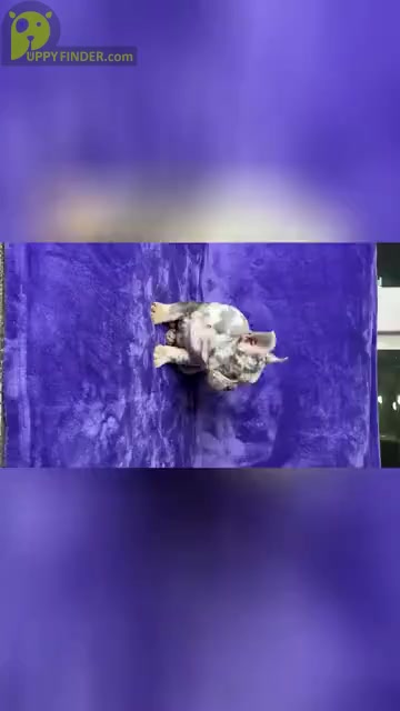 Video preview image #1 French Bulldog Puppy For Sale in KENNESAW, GA, USA