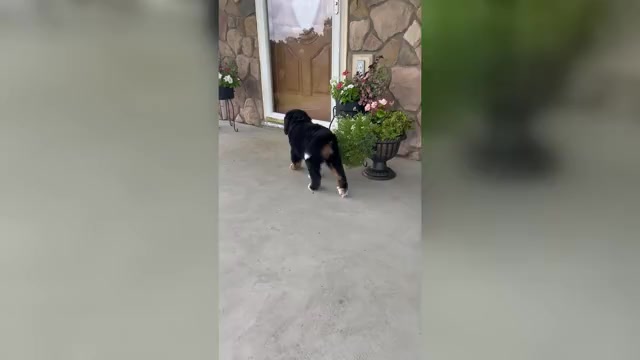 Video preview image #2 Bernese Mountain Dog Puppy For Sale in MCCONNELSVILLE, OH, USA