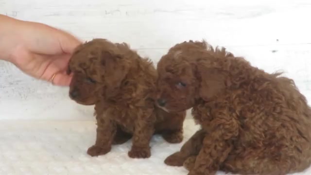 Video preview image #1 Poodle (Toy) Puppy For Sale in HANCOCK, MN, USA