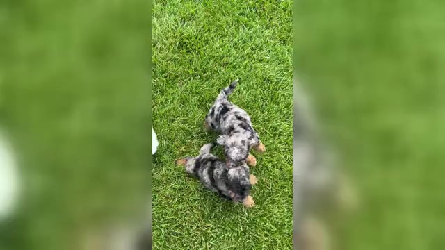 Video preview image #1 Cavapoo (Miniature) Puppy For Sale in MILLERSBURG, OH, USA