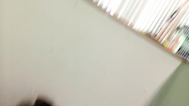 Video preview image #1 German Shepherd Dog Puppy For Sale in HAMMOND, IN, USA