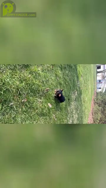 Video preview image #1 Yorkshire Terrier Puppy For Sale in NAPPANEE, IN, USA