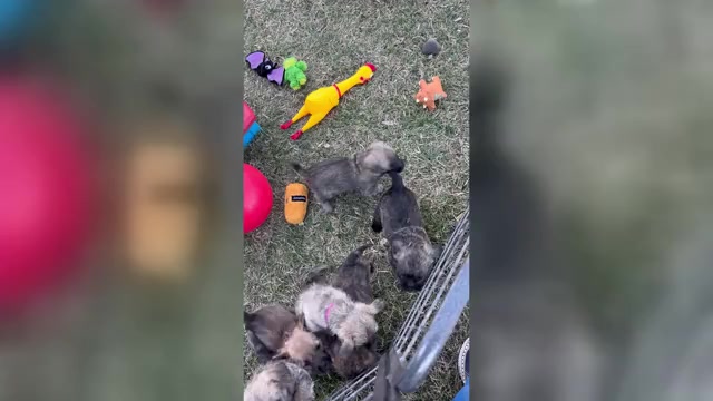 Video preview image #1 Cairn Terrier Puppy For Sale in HASTINGS, NE, USA