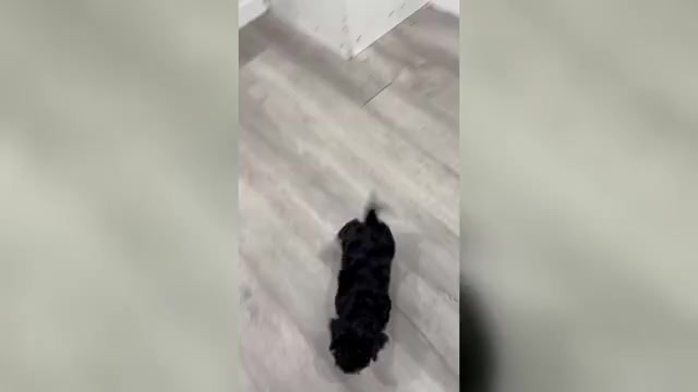 Video preview image #1 Cavapoo (Miniature) Puppy For Sale in DUNDEE, OH, USA