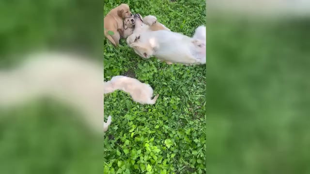 Video preview image #2 Golden Retriever Puppy For Sale in SAN MARCOS, TX, USA
