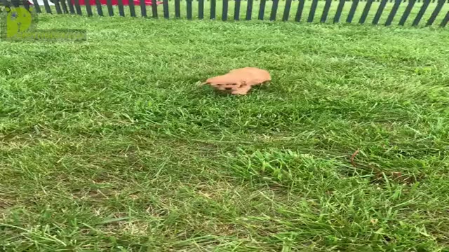 Video preview image #19 Poodle (Toy) Puppy For Sale in WARSAW, IN, USA