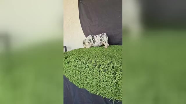 Video preview image #1 English Bulldog Puppy For Sale in SCOTTSDALE, AZ, USA