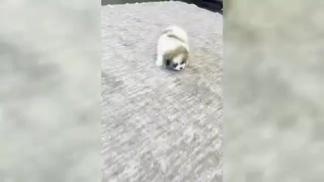 Video preview image #3 Pomeranian Puppy For Sale in WARSAW, IN, USA