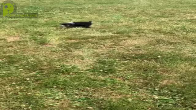 Video preview image #13 Schnauzer (Miniature) Puppy For Sale in WARSAW, IN, USA