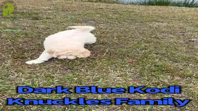 Video preview image #2  Breeder Profile in HAMPSTEAD, NC, USA