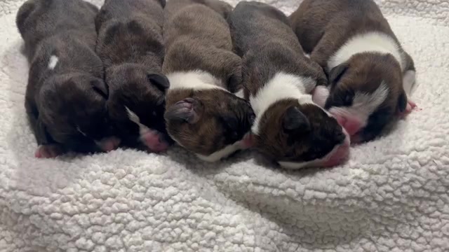 Video preview image #12 Boxer Puppy For Sale in RALEIGH, NC, USA
