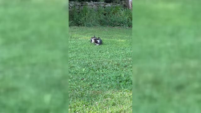 Video preview image #2 Pembroke Welsh Corgi Puppy For Sale in PERKINSVILLE, VT, USA