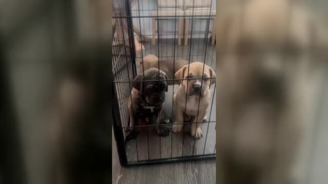 Video preview image #6 Cane Corso-Mastiff Mix Puppy For Sale in NEW CANEY, TX, USA