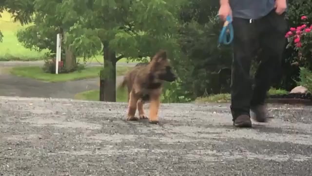 Video preview image #3 German Shepherd Dog Puppy For Sale in NEWVILLE, PA, USA