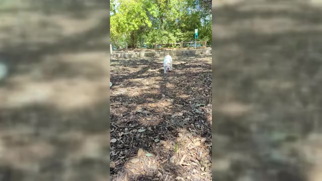 Video preview image #1 Olde English Bulldogge Puppy For Sale in AUSTIN, TX, USA