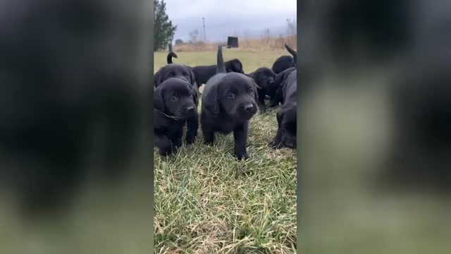 Video preview image #1  Breeder Profile in FREMONT, NE, USA