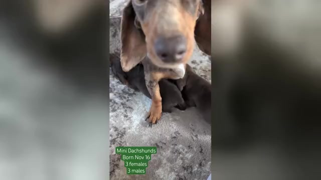 Video preview image #1 Dachshund Puppy For Sale in GOSHEN, IN, USA