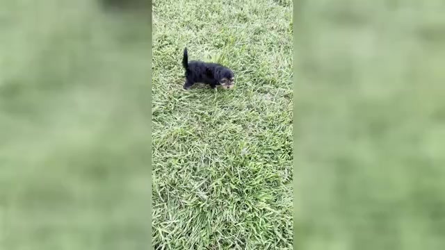 Video preview image #2 YorkiePoo Puppy For Sale in WARSAW, IN, USA