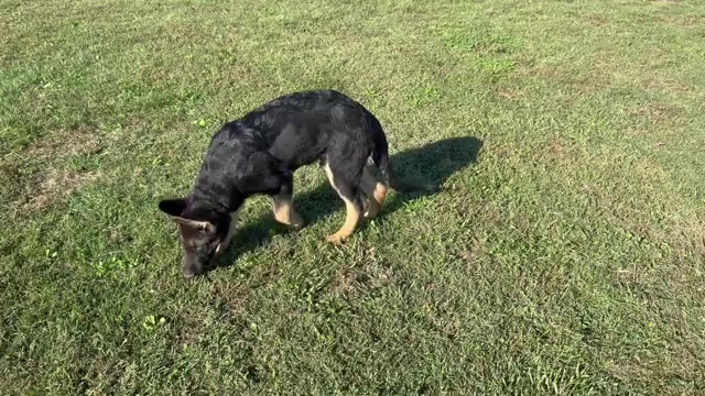 Video preview image #1 German Shepherd Dog Puppy For Sale in HOLDEN, MO, USA