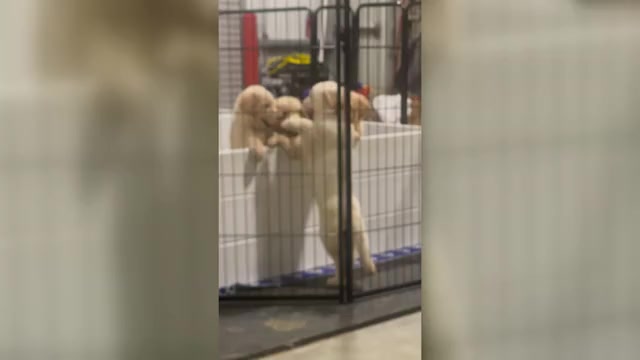 Video preview image #2 Golden Retriever Puppy For Sale in MAGNOLIA, TX, USA