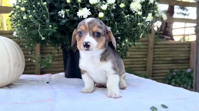 Video preview image #4 Dorgi Puppy For Sale in WAKARUSA, IN, USA