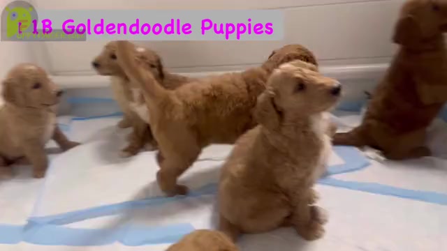 Video preview image #1  Breeder Profile in HONOLULU, HI, USA