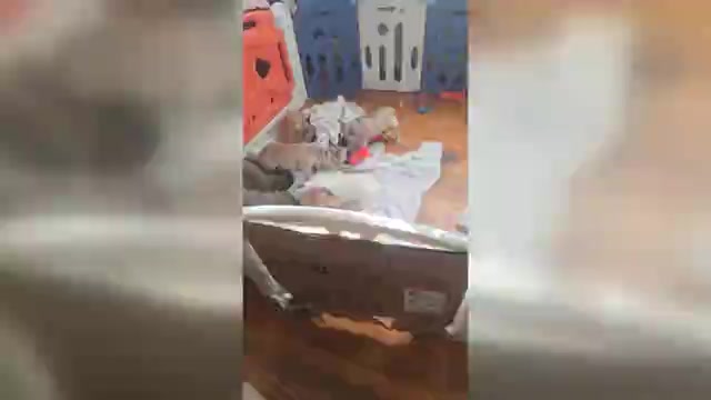 Video preview image #1 French Bulldog Puppy For Sale in EDISON, NJ, USA