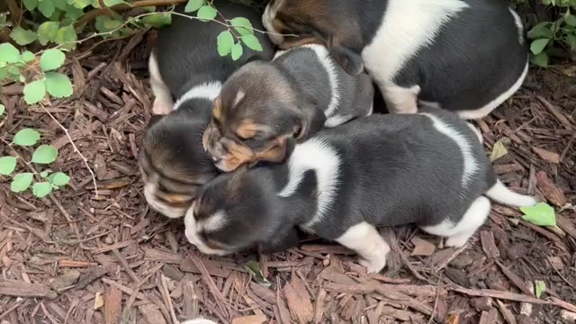 Video preview image #1 Beagle Puppy For Sale in MCPHERSON, KS, USA