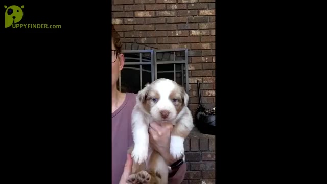 Video preview image #6 Australian Shepherd Puppy For Sale in MARYVILLE, TN, USA