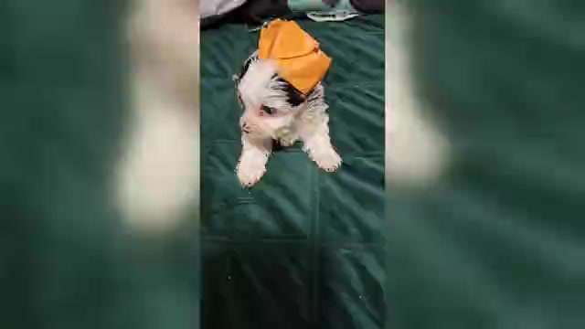 Video preview image #3 Yorkshire Terrier Puppy For Sale in CONKLIN, NY, USA