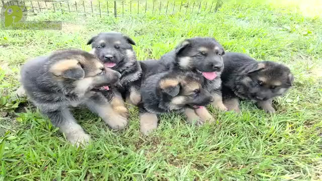 Video preview image #3 German Shepherd Dog Puppy For Sale in HEDGESVILLE, WV, USA