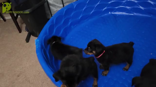 Video preview image #4  Breeder Profile in ELK GROVE, CA, USA