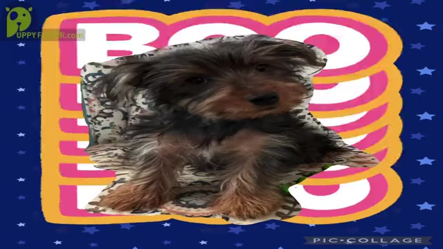 Video preview image #2 Yorkshire Terrier Puppy For Sale in SACRAMENTO, CA, USA