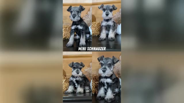 Video preview image #4  Breeder Profile in GOSHEN, IN, USA