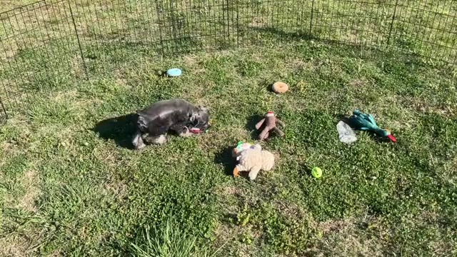 Video preview image #1 Schnauzer (Miniature) Puppy For Sale in BIG CABIN, OK, USA