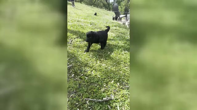 Video preview image #6 Goldendoodle Puppy For Sale in MATTHEWS, NC, USA