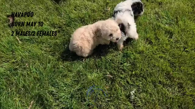 Video preview image #3 Poovanese Puppy For Sale in GOSHEN, IN, USA