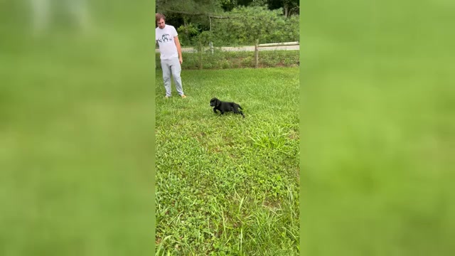 Video preview image #4 Labrador Retriever Puppy For Sale in NEOLA, WV, USA