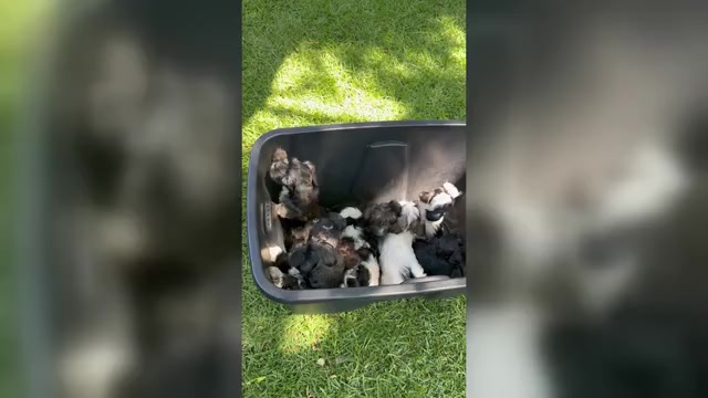 Video preview image #3 Havanese Puppy For Sale in BRISBANE, CA, USA