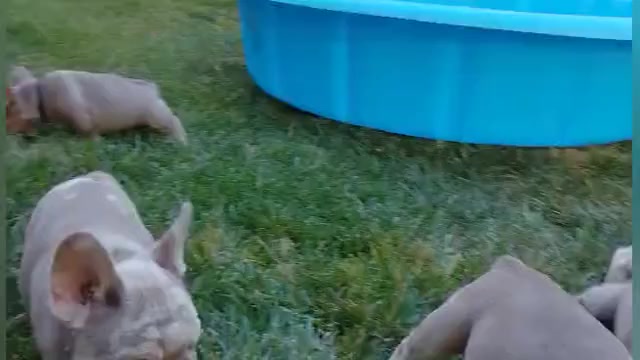Video preview image #3 French Bulldog Puppy For Sale in PINON HILLS, CA, USA